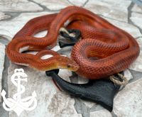 0.1 Bloodred Pied het. Hypo